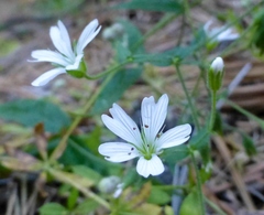 Pseudostellaria jamesiana