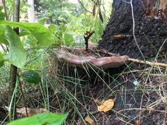 Ganoderma applanatum