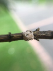 Ceroplastes