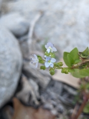 Veronica anagallis-aquatica