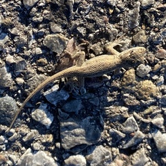 Sceloporus cowlesi
