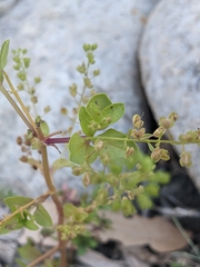 Veronica anagallis-aquatica