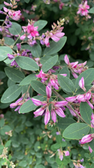 Lespedeza bicolor