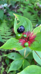 Medeola virginiana