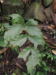 Tectaria polymorpha