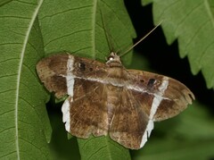 Hemeroblemma mexicana