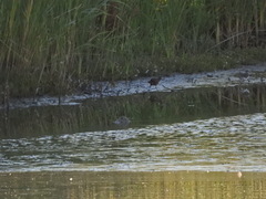 Rallus limicola