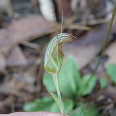 Pterostylis ophioglossa