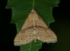 Bleptina caradrinalis