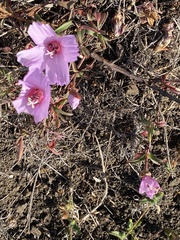 Clarkia rubicunda