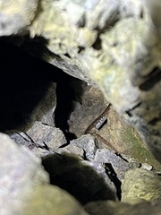 Aneides lugubris