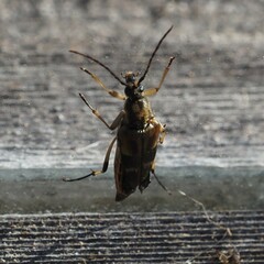 Etorofus obliteratus