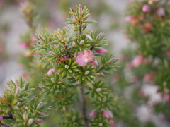 Brachyloma ericoides