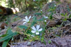 Pseudostellaria jamesiana
