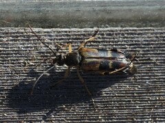 Etorofus obliteratus