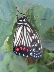 Hestina assimilis assimilis
