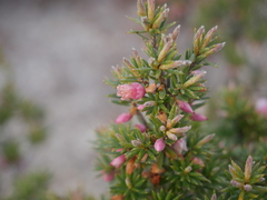 Brachyloma ericoides