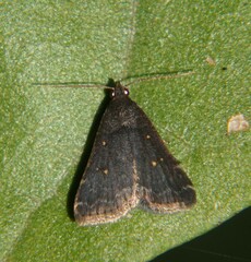 Tetanolita mynesalis