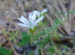 Pseudostellaria jamesiana
