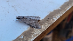 Melipotis acontioides