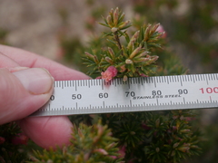 Brachyloma ericoides