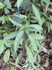 Hydrangea chinensis