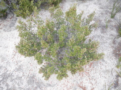 Brachyloma ericoides
