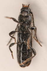 Cerambycinae