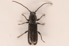 Cerambycinae