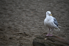 Larus glaucescens