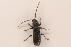 Cerambycinae