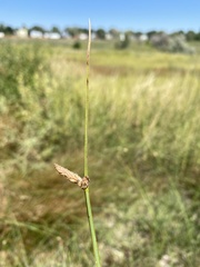 Schoenoplectus pungens