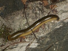 Anadenobolus monilicornis