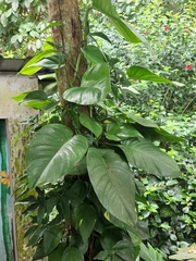 Epipremnum aureum
