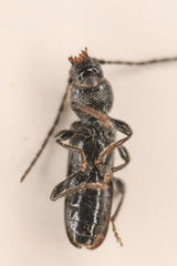 Cerambycinae