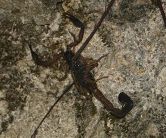 Centruroides