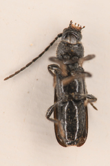 Cerambycinae