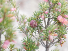 Brachyloma ericoides