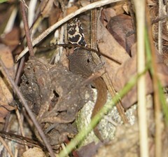 Sphaerodactylus dunni
