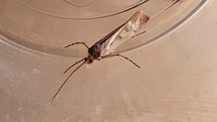 Limnephilus