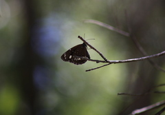Euploea core corinna
