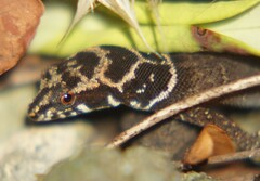 Sphaerodactylus dunni