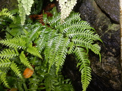Pteris