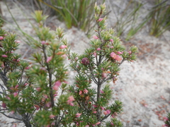 Brachyloma ericoides