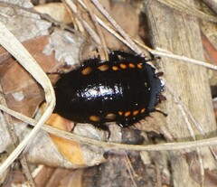 Eurycotis abdominalis