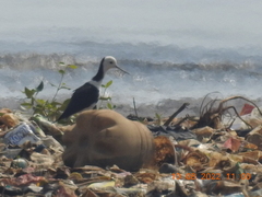 Himantopus leucocephalus