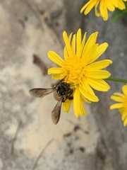 Apis dorsata