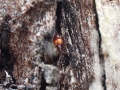 Pselaphinae