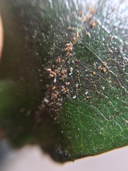 Acariformes