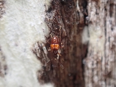 Pselaphinae